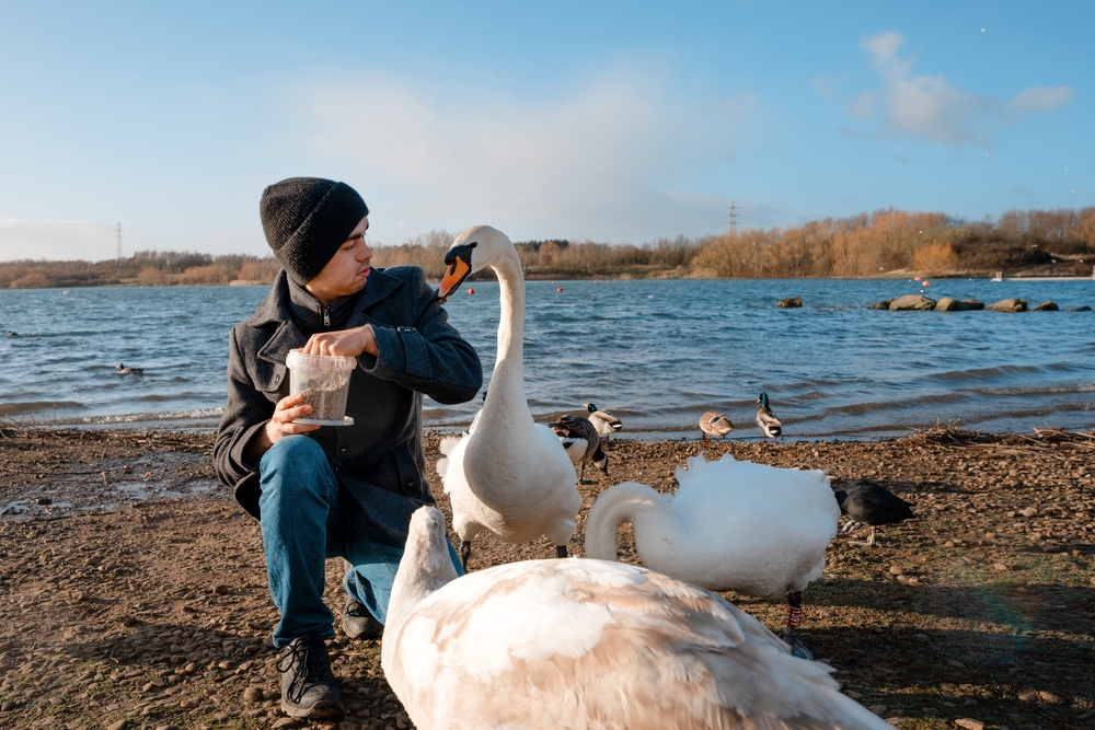 Благородные на вид лебеди весной агрессивно защищают гнёзда и могут напасть на человека, если увидят в нём опасность. Фото © Shutterstock
