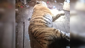 "Прыгнул в окно и начал давить": Тигр напал на охотника прямо в доме
