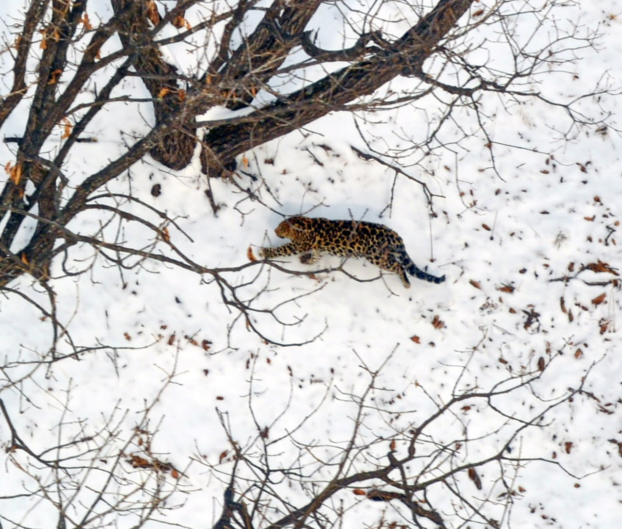 Новый леопард на территории "Земли леопарда". Фото © t.me / Земля леопарда