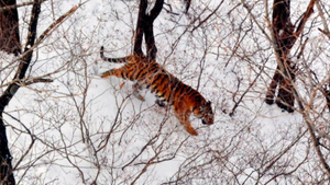 В приморском нацпарке в ходе авиаучёта заметили новых тигра и леопарда
