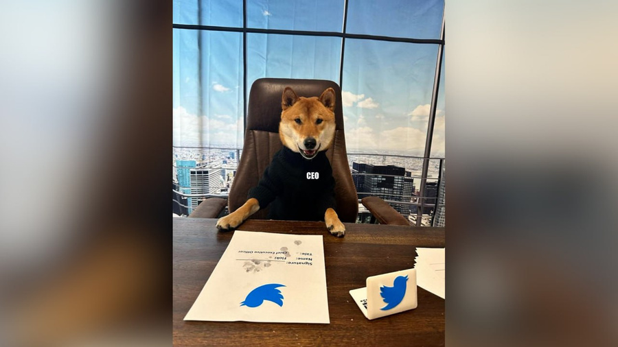 Пёс Флоки представлен Илоном Маском как новый владелец "Твиттера". Обложка © Twitter / elonmusk