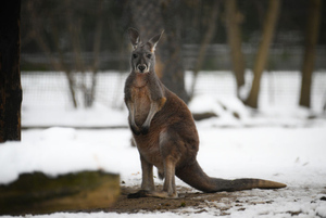 В США хотят бороться с потеплением с помощью фекалий кенгуру