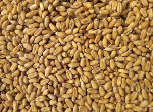 СМИ узнали, куда отправили пшеницу с Украины вместо бедных стран