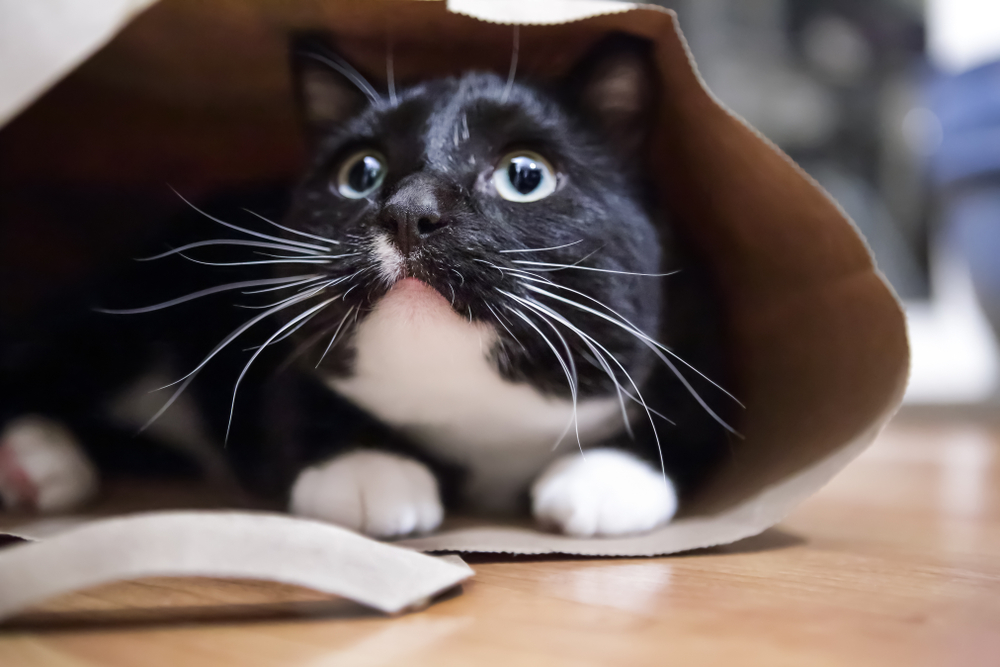 Ещё одним признаком кошачьей обиды станет желание питомца спрятаться и никогда больше с вами не пересекаться. Фото © Shutterstock