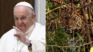 Папа римский Франциск стал хранителем дальневосточного леопарда и дал ему имя