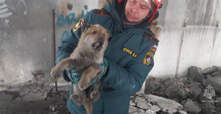 На Камчатке спасли застрявшего между бетонных плит щенка. Фото © МЧС России
