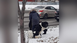 Беспечная заводчица собак из Екатеринбурга превратила жизнь соседей в кошмар