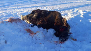 На Сахалине браконьеры убили лося и хотели вывезти тушу тайком ночью