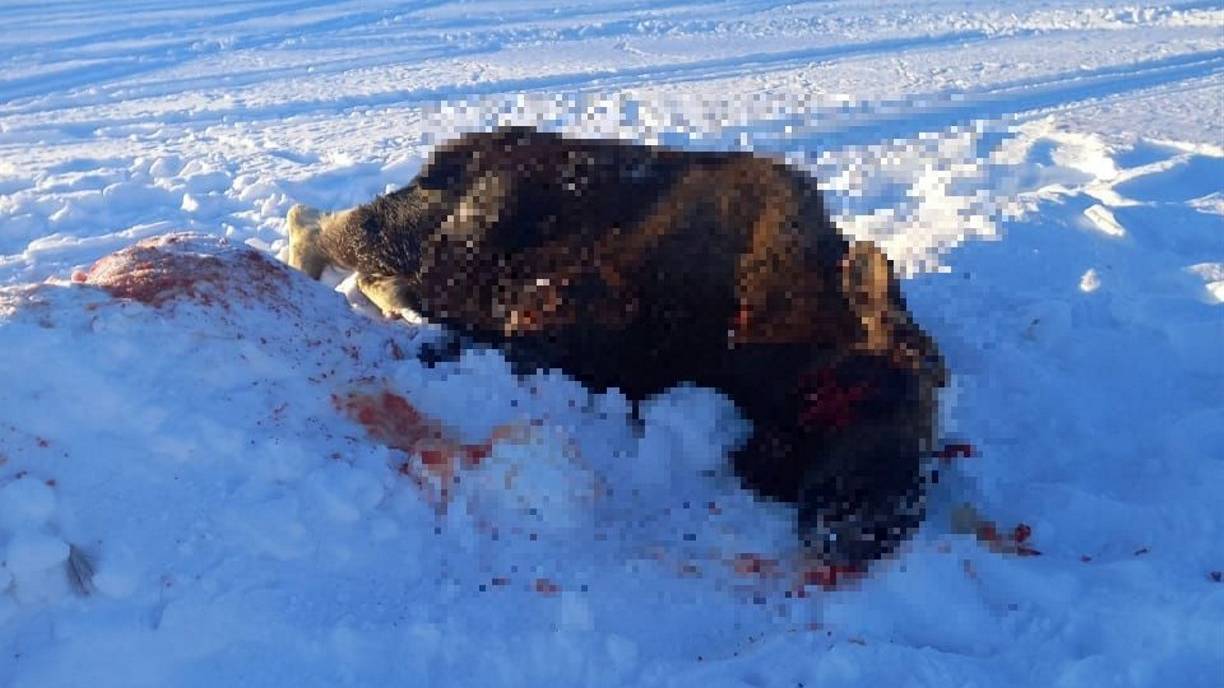 На Сахалине браконьеры убили лося и хотели вывезти тушу тайком ночью