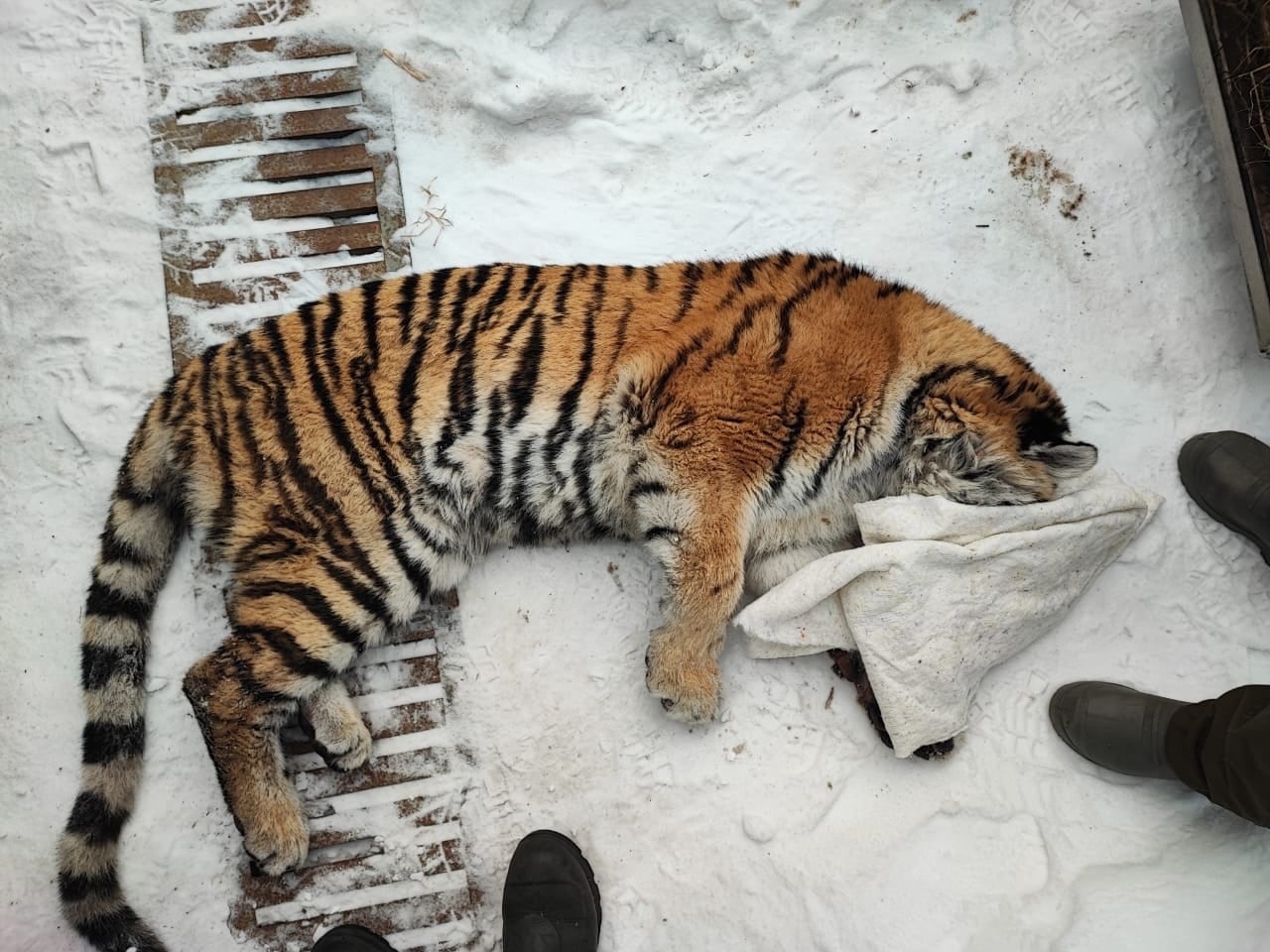 В Хабаровском крае поймали тигрицу, которая залезла в собачий вольер на пасеке