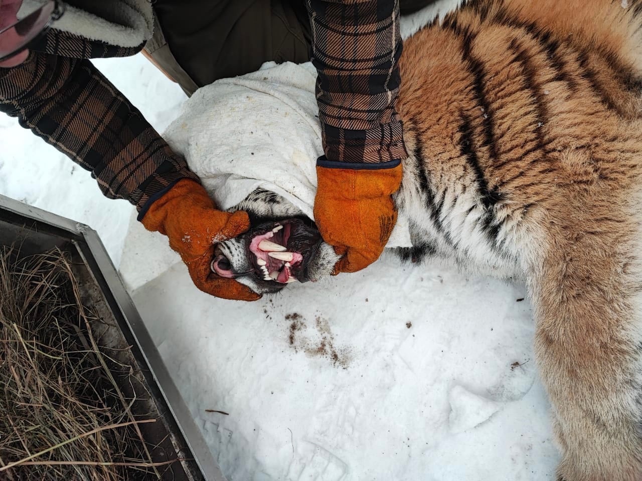 Отловленная в Хабаровском крае тигрица. Фото © VK / "Центр Амурский тигр"