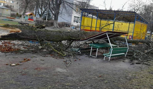 Власти Калининграда рассказали, какой урон нанёс городу циклон "Ульф"