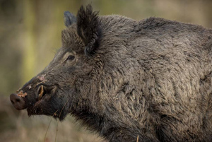 В Приморье обнаружили первый в этом году очаг вируса африканской чумы свиней

