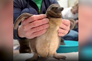 Московский зоопарк показал двух "новогодних" пингвинят