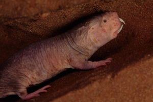 Раскрыта тайна голых землекопов — уникальных животных, которые не чувствуют боли и рожают до старости