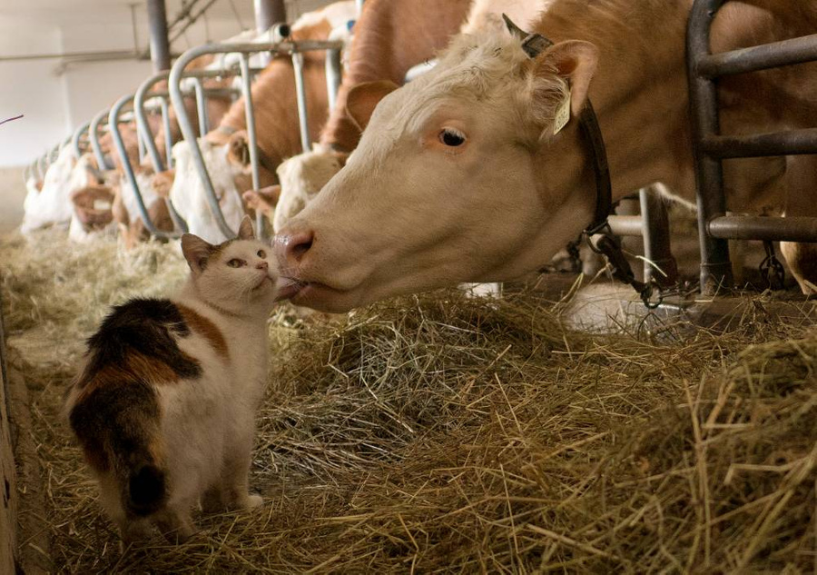 На Велесов день ни в коем случае нельзя обижать животных. Фото © ТАСС / AP / Rob Taggart)