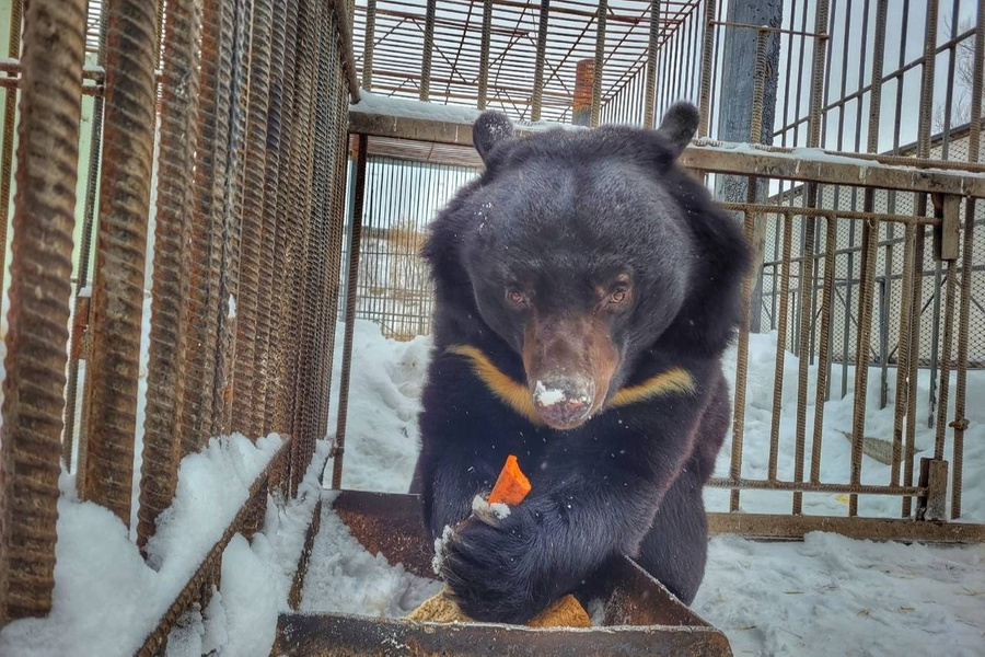 Медведь Малыш из Большереченского зоопарка. Фото © VK / bol_zoo