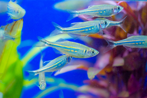 Рыбы с "людскими" желудками помогли узнать, могут ли испорченные продукты вызывать мутации