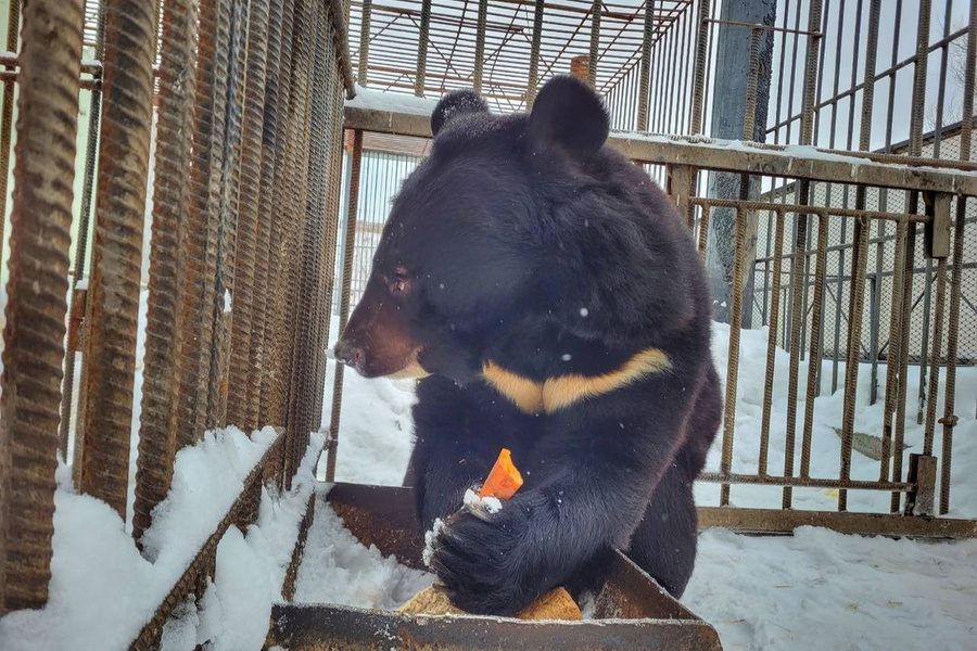 Медведь Малыш из Большереченского зоопарка. Фото © VK / bol_zoo