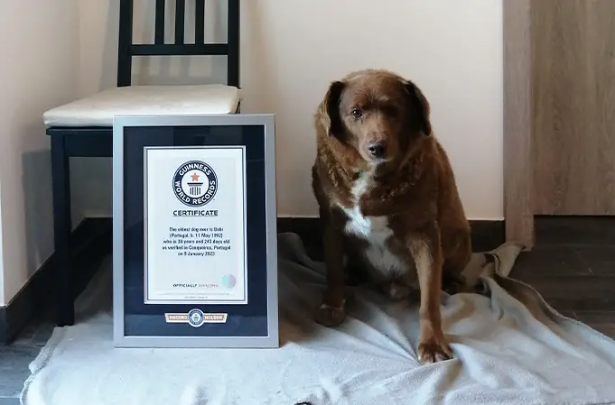 30-летний пёс Боби из Португалии. Фото © Guinness World Records