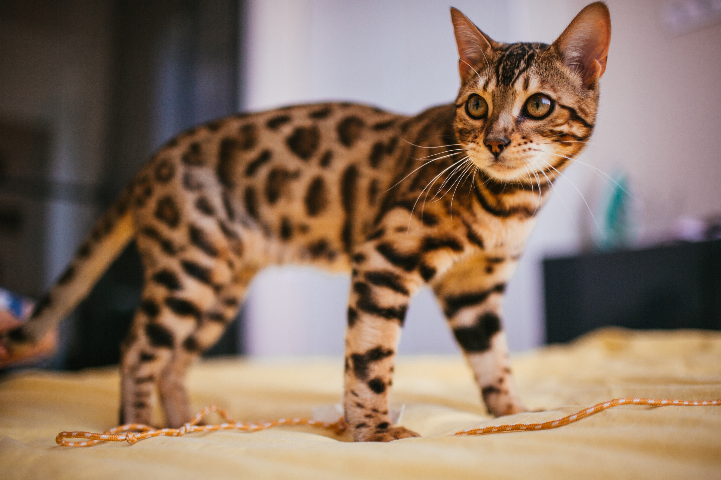 Бенгальская порода кошек — "домашний леопард" — считается одной из самых любопытных и неугомонных. Фото © Freepik / freepic.diller