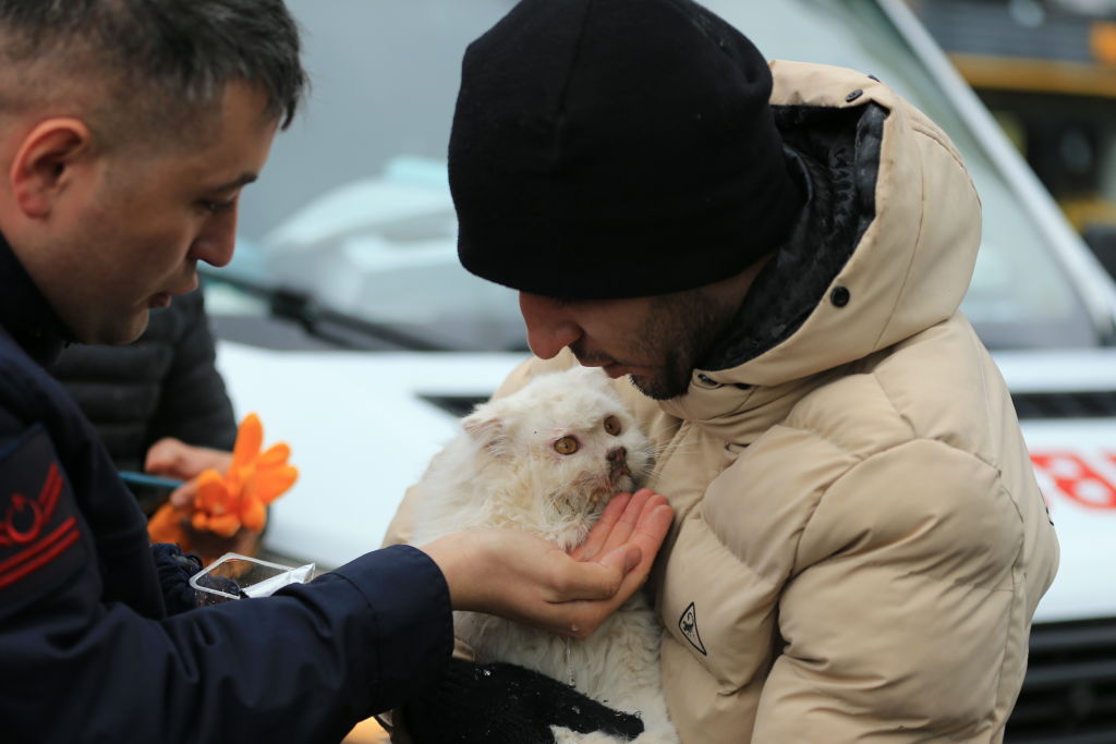 Кошка спасена из-под завалов в турецком Диярбакыре. Фото © Getty Images / Anadolu Agency / Aydin Arik 