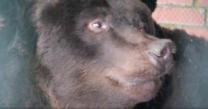Бурый медведь Гром из Донбасса погрузился в спячку в подмосковном зоопарке