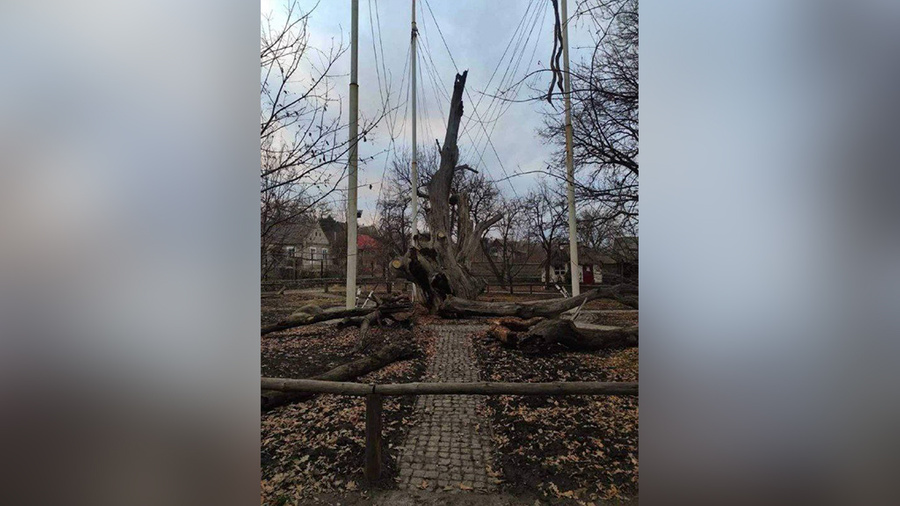 700-летний дуб в Запорожской области. Обложка © Telegram / "Это Запорожье. Новости"