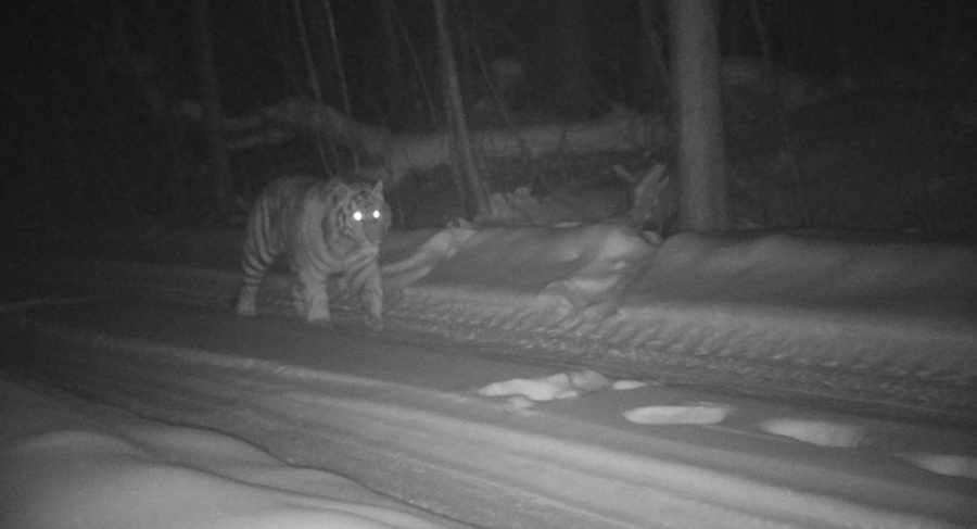 Тигр в Хабаровском крае повадился портить и воровать фотоловушки. Фото © Telegram / Центр "Амурский тигр"