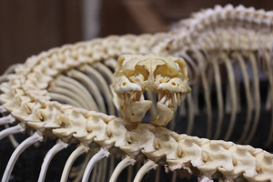 "Вторая жизнь Жужи": В Калининградском зоопарке умершего питона превратили в музейный экспонат
