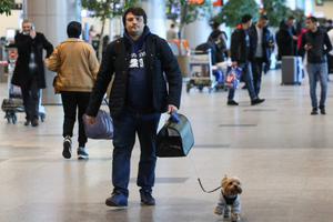 Собачникам рассказали, как помочь питомцу пережить авиаперелёт с минимальным стрессом