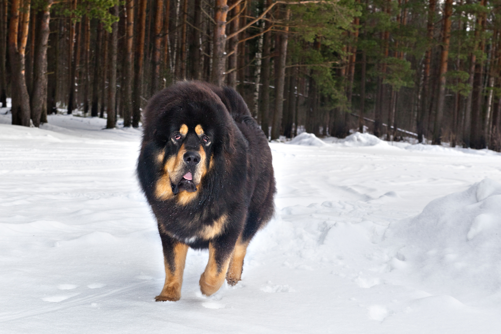 На Урале хозяйка злой собаки заплатит соседке 150 тысяч рублей за откушенный палец