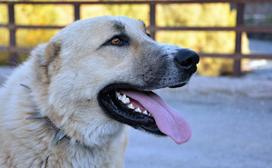 В Южно-Сахалинске собака напала на первоклассника во дворе жилого дома