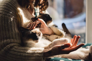 Понимают, когда плохо и больно: Как и почему коты "читают" мысли хозяина