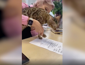 В обязанностях — сладко мурлыкать: Барнаульская компания приняла на работу кошку для борьбы со стрессом