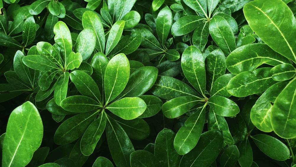 Семь растений, которые принесут в ваш дом силу и энергию. Фото © Sutterstock
