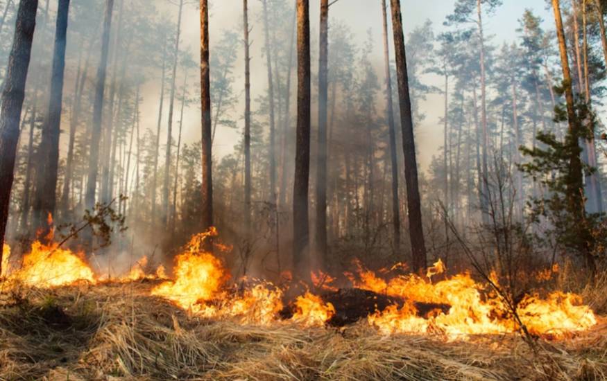 В Рослесхозе объявили о начале сезона лесных пожаров