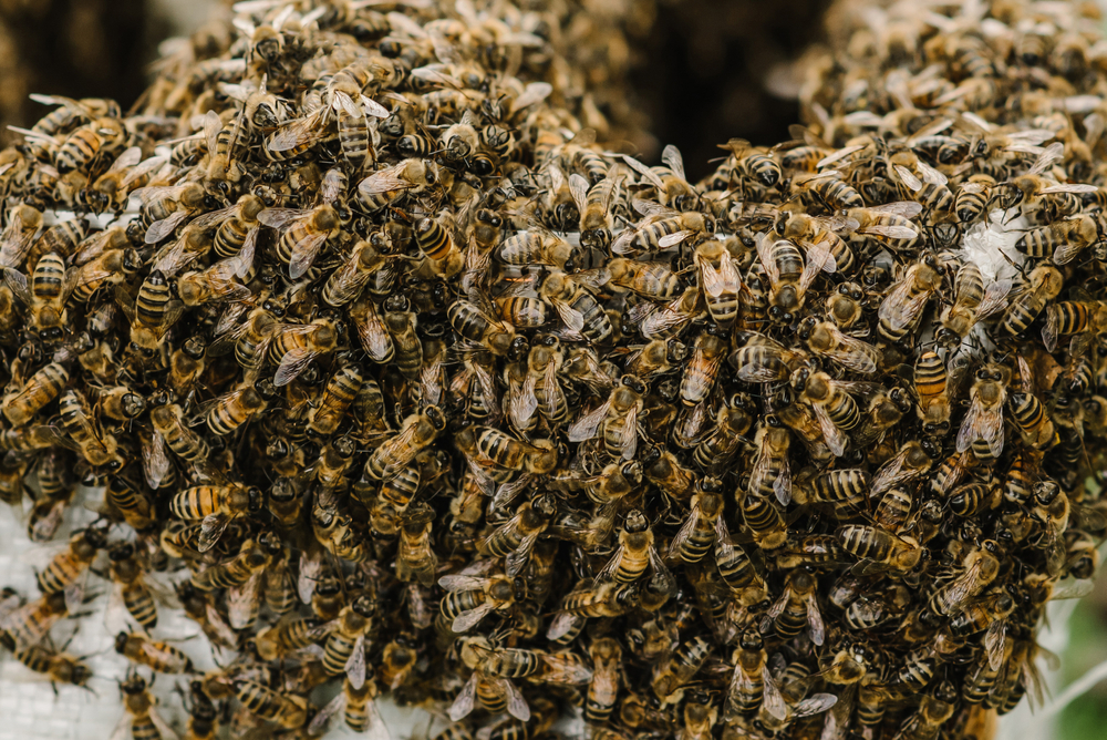 Пара из Британии обнаружила в доме огромный улей после того, как по стенам стал стекать мёд