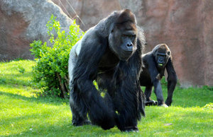 Учёные выяснили, что обезьяны намеренно вызывают у себя приступы головокружения