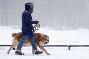 В России предложили поставить на учёт всех собак