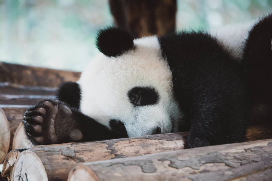 Чёрно-белые медведи, или большие панды, могут есть до 16 часов в день. Фото © Unsplash