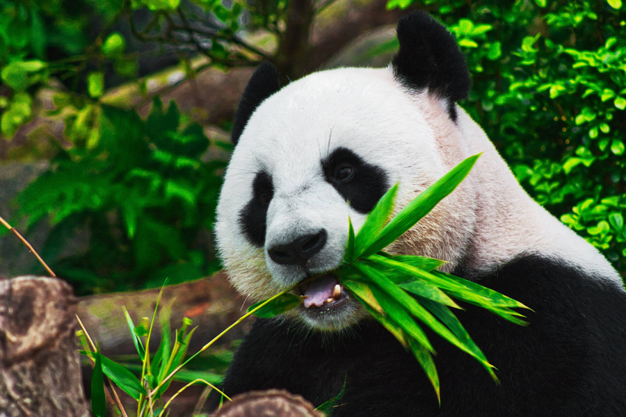 Большая панда — самые интересные факты. Фото © Unsplash