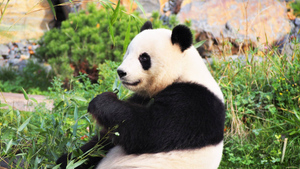 7 забавных фактов о больших пандах, которые заставят полюбить этих толстячков всей душой