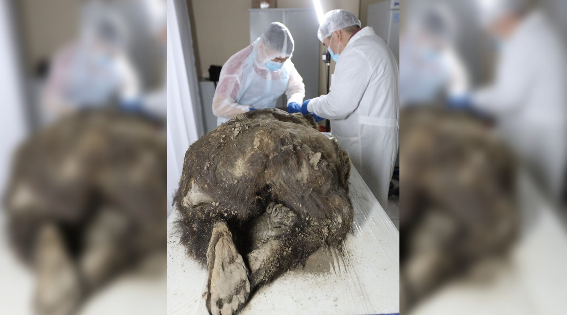 Найденная на Большом Ляховском острове мумия доисторического медведя. Фото © livescience.com / Северо-Восточный федеральный университет