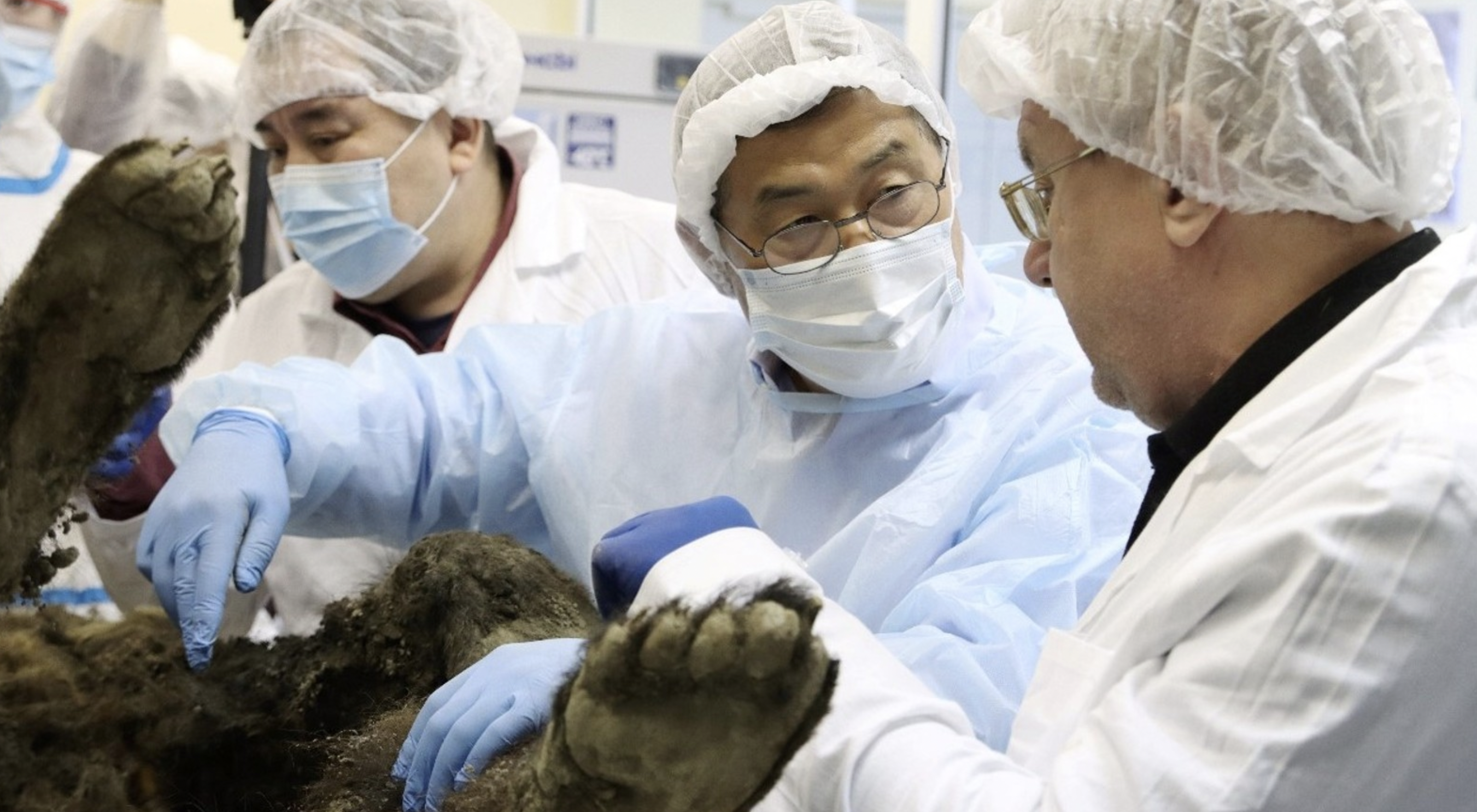 Тайна вечной мерзлоты: Учёные вскрыли найденную в Сибири древнюю медведицу и увидели то, чего не ожидали
