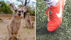 Nike и Puma перестанут делать бутсы из кожи кенгуру