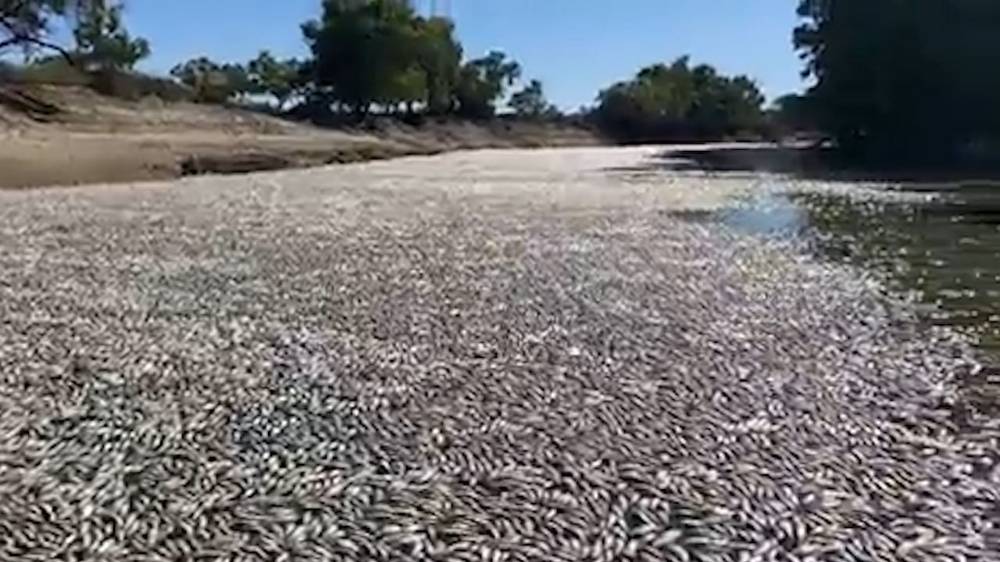 В Австралии тонны мёртвой рыбы оказались на берегу из-за аномальной жары