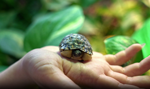 Редчайшая лучистая черепаха впервые вылупилась в террариуме Московского зоопарка