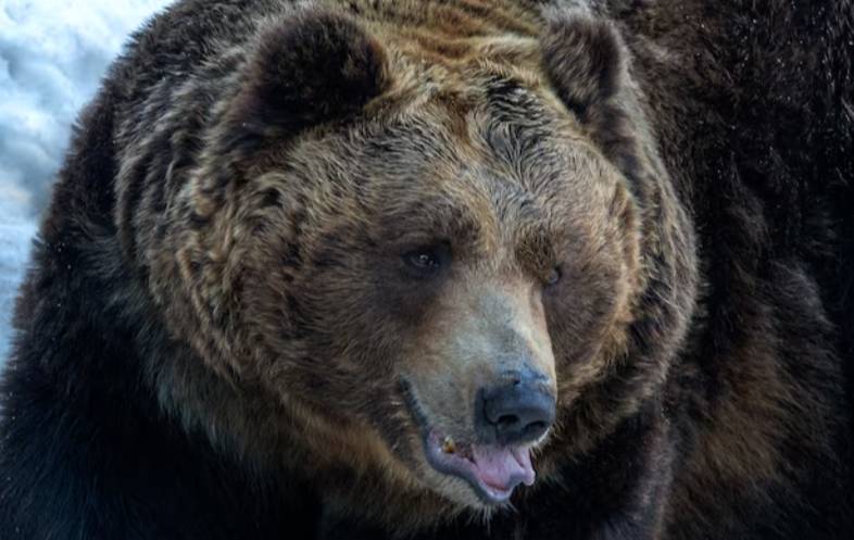 В Румынии собаки спасли хозяина от напавшей разъярённой медведицы