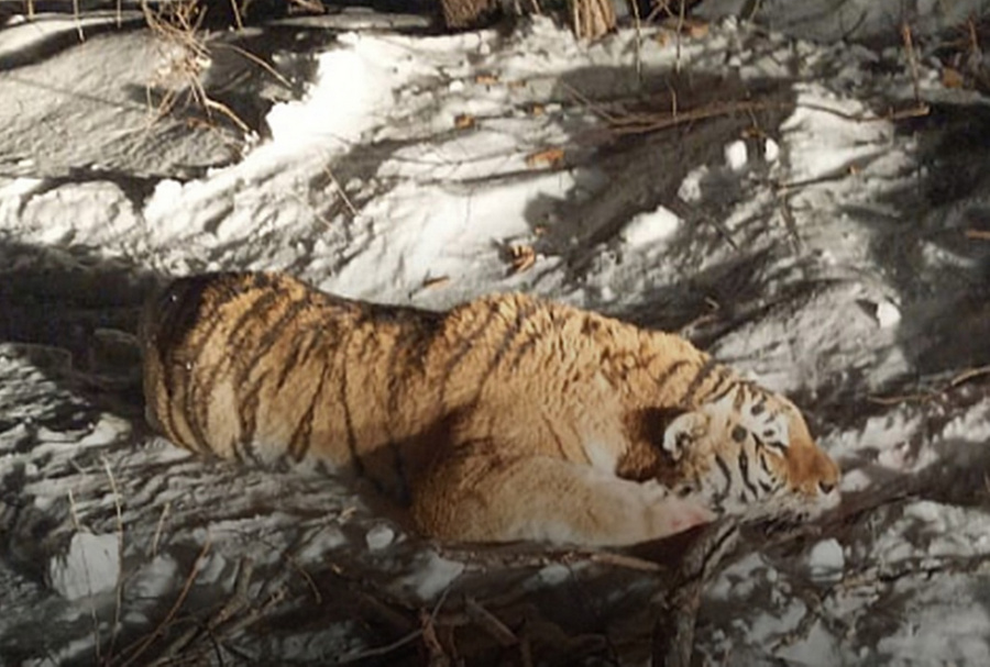 Пойманный в Приморье тигр. Фото © Правительство Приморского края